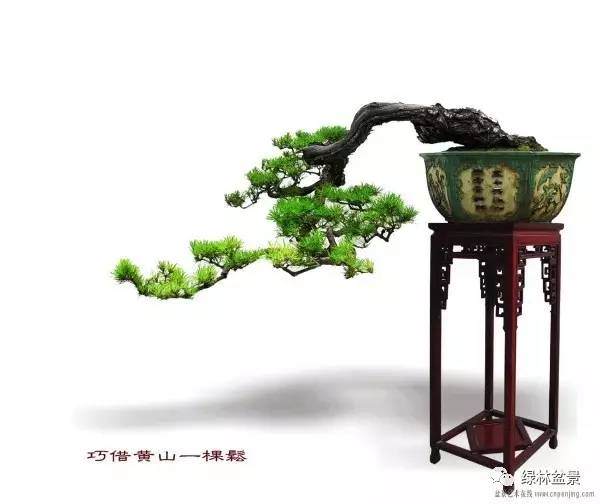 盆景的“骨、筋、脉、肉、皮”五体【多图】