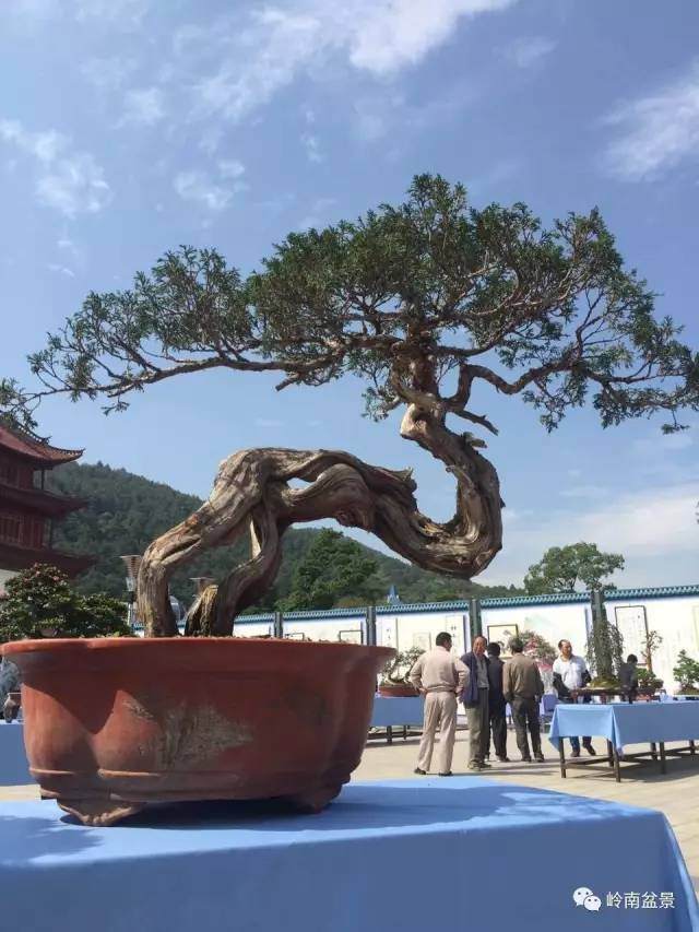 云南省昭阳盆景奇石精品邀请展今天开幕【图】