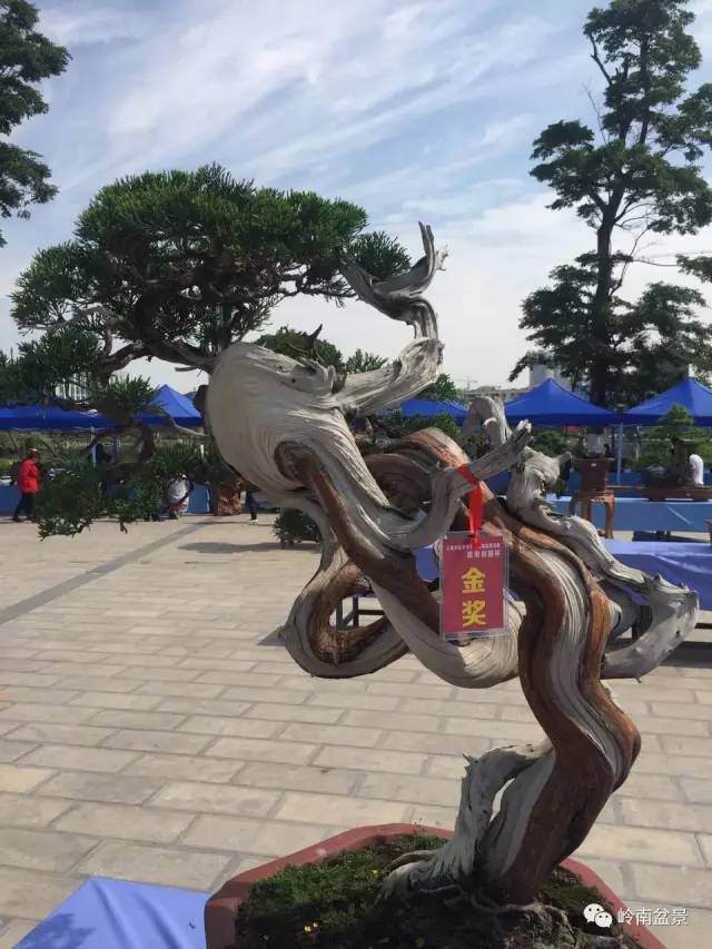 云南省昭阳盆景奇石精品邀请展今天开幕【图】