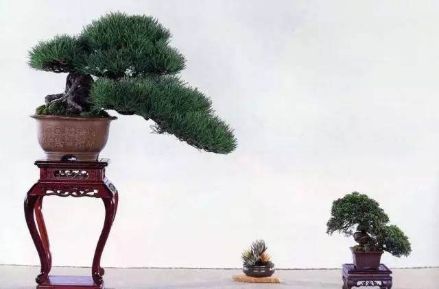 技术宅教你亲怎么自做盆景