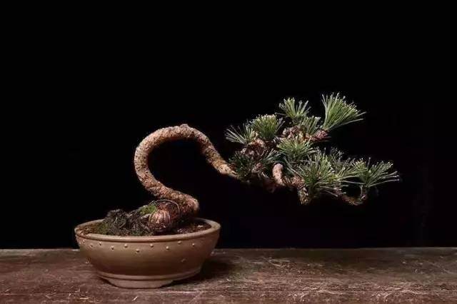 技术宅教你亲怎么自做盆景