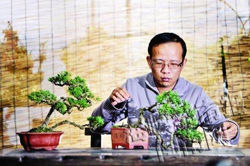 人物名片:中国盆景艺术家协会副会长吴明选