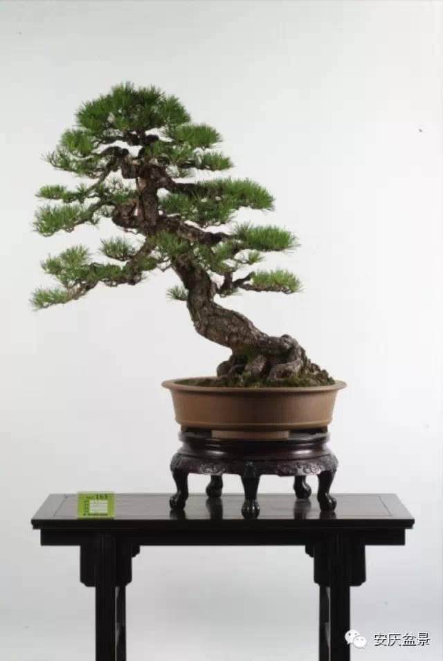 关于安徽盆景艺术协会微信交流平台运作和规章【图】