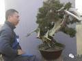 图解 石中泉真柏盆景怎么维护改进的实景