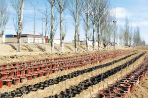 枸杞树盆景花卉当年出售价格每盆50元