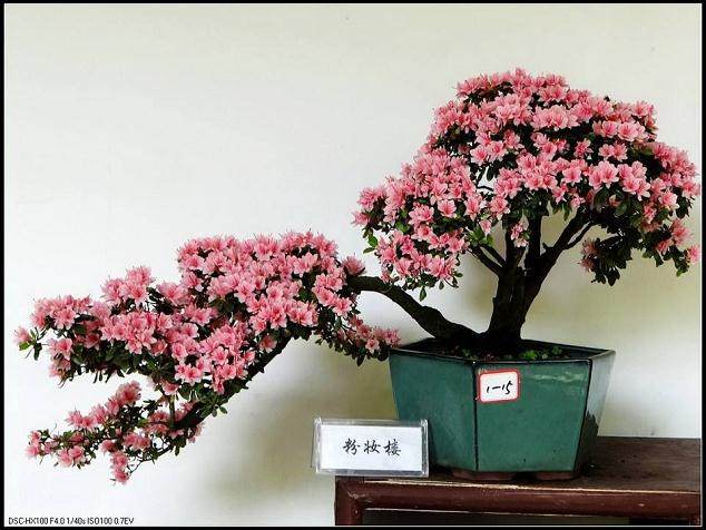 铜陵市首届杜鹃盆景奇石根艺展今日开展【图】