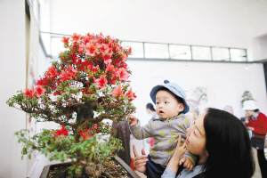 昆明黑龙潭滇韵花魂精品盆景书画亮相 图片