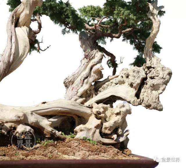 2017年 云南昭通望海公园盆景展【图】