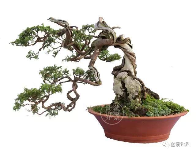 2017年 云南昭通望海公园盆景展【图】