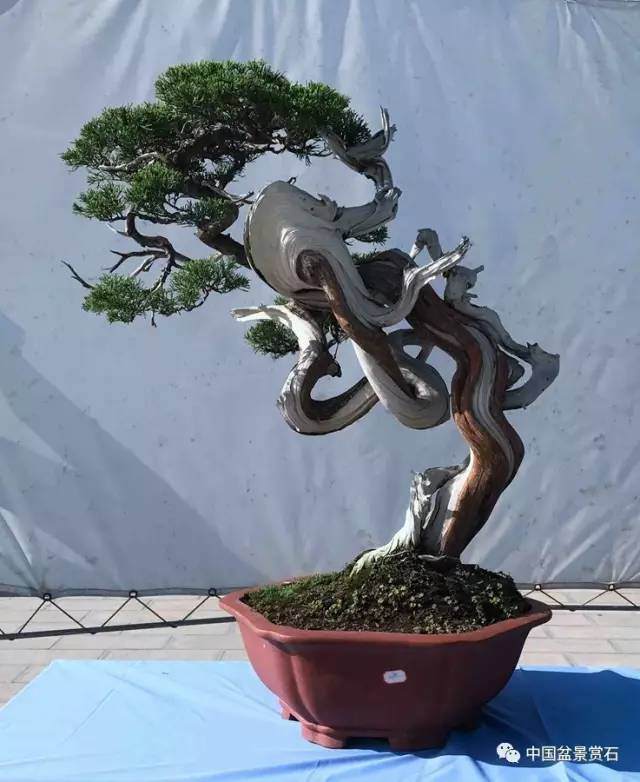 到云南，看四省市特色盆景!【图】