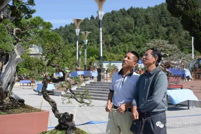 到云南，看四省市特色盆景!【图】