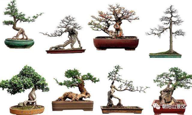 鹤壁首届中原奇石盆景展相约端午节【图】