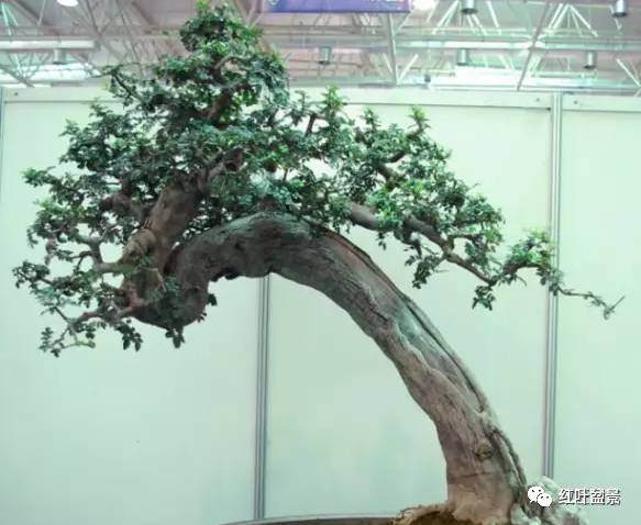 斜干式盆景怎么造型的方法