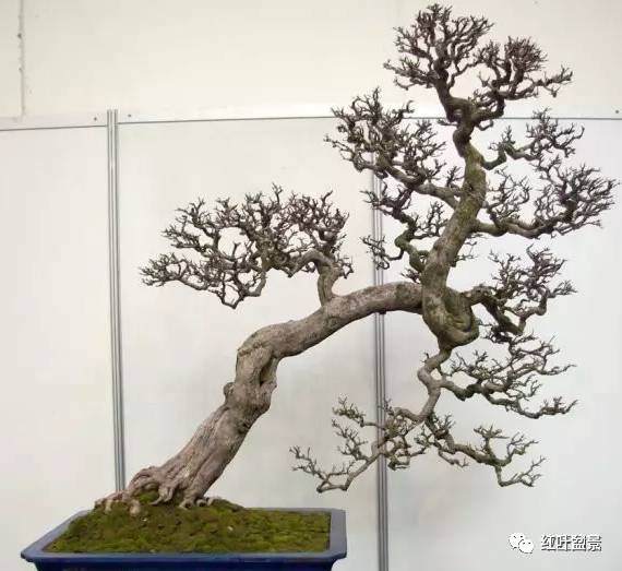 斜干式盆景怎么造型的方法