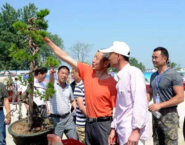 2017年 定远古城首届盆景展【图】