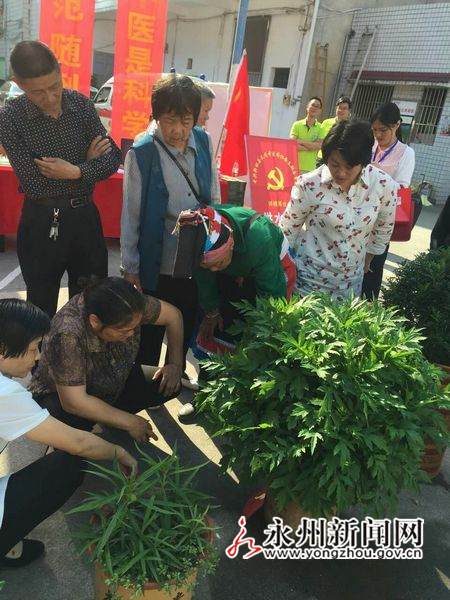 新田开全国先河 举办首届中草药盆景展【图】