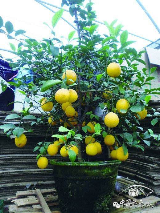 果树盆景的构图技巧【图解】