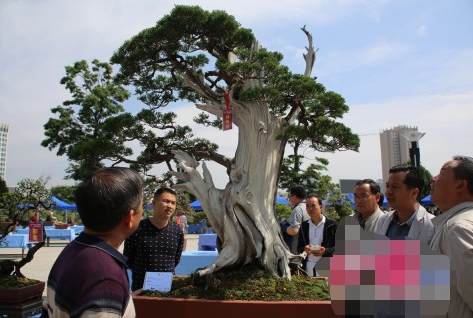 2017昭通昭阳举办盆景根艺文化展多图