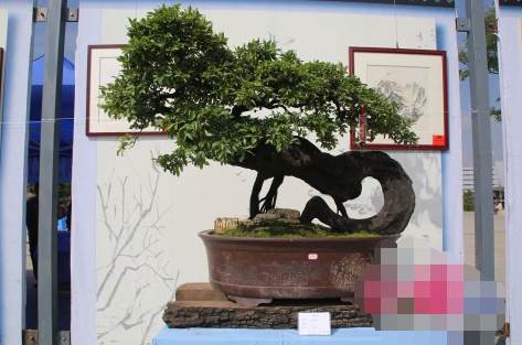 2017昭通昭阳举办盆景根艺文化展多图