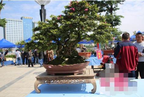 2017昭通昭阳举办盆景根艺文化展多图