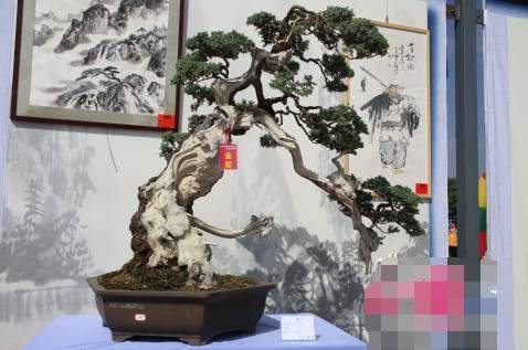 2017昭通昭阳举办盆景根艺文化展多图