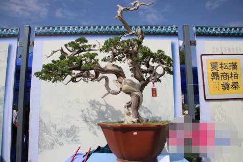 2017昭通昭阳举办盆景根艺文化展多图