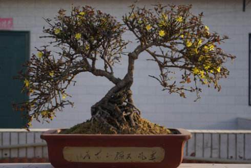 社区&ldquo;盆景&rdquo;课堂开课啦！【图】