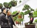 大别山首届映山红杯盆景展在岳西县举行