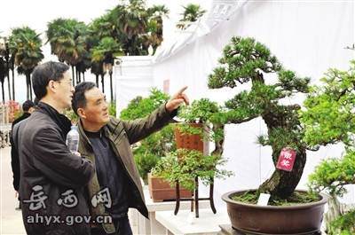 大别山首届“映山红”杯盆景展在岳西县举行