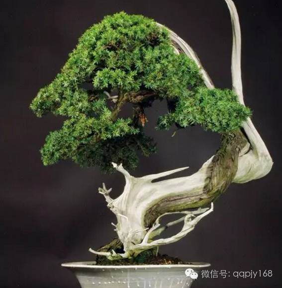 盆景纸条的布局技巧【图解】