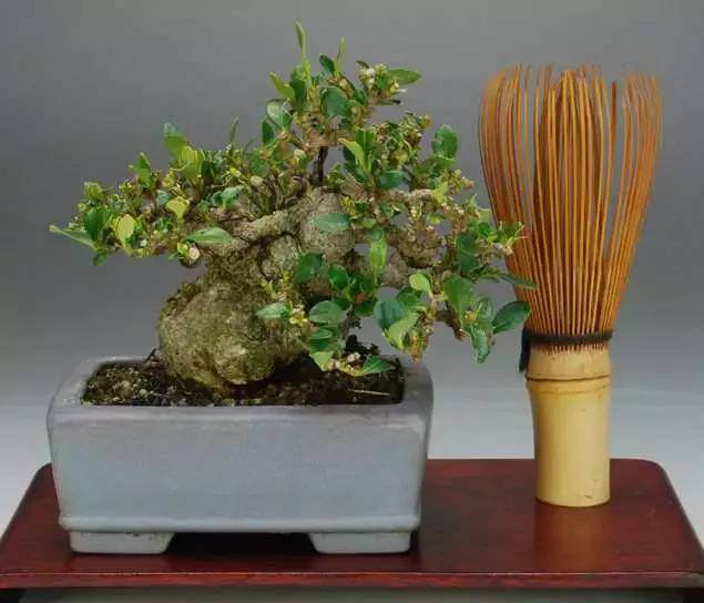 盆景为什么会有徒长枝,弄清原因才能决定是否剪除?