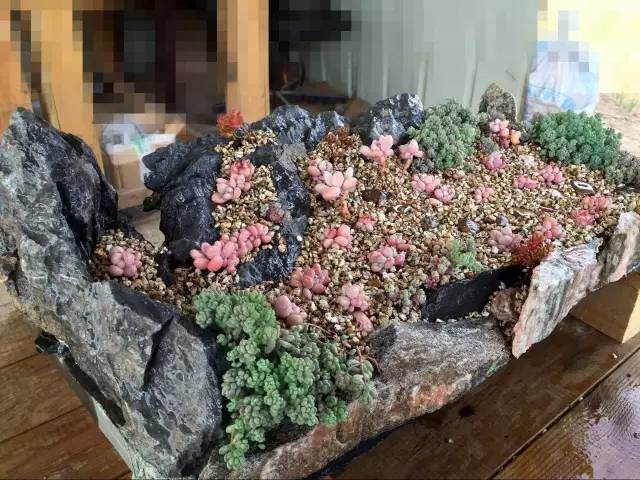 大型DIY多肉盆景 真的是大型的哦
