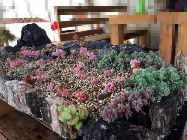 大型DIY多肉盆景 真的是大型的哦