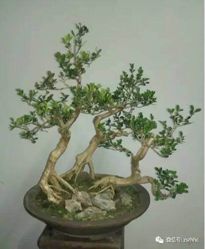 海派盆景的艺术特色【图】