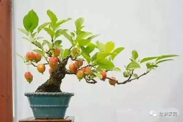 告诉你几招,让你的苹果盆景快速结果【图解】