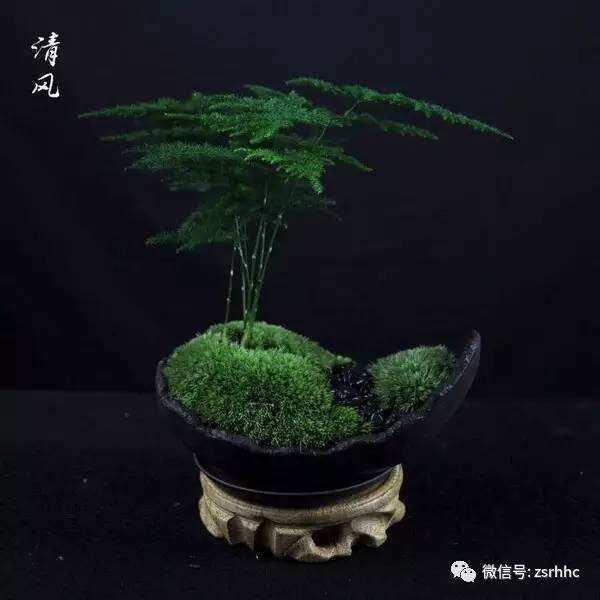 川派盆景的艺术特色【图】