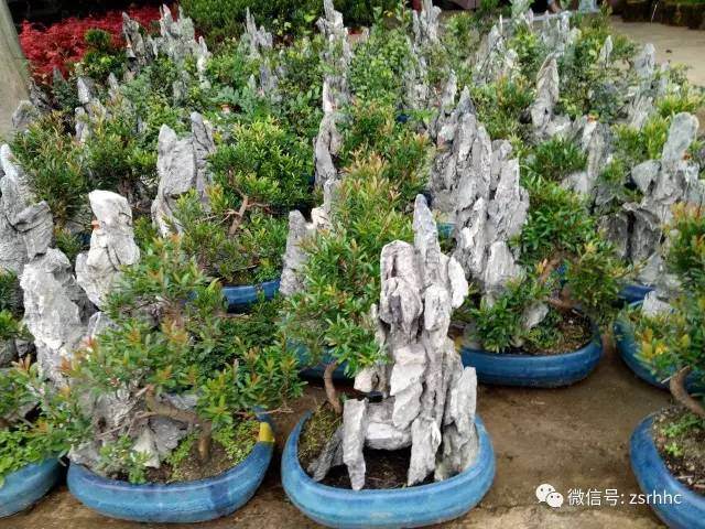 掌握山水盆景比例协调的学问【图解】