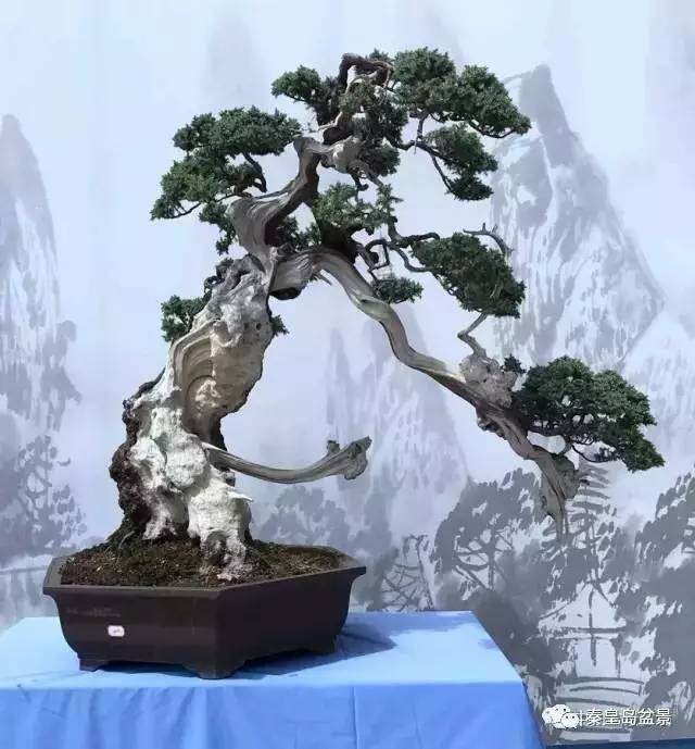 云南省昭阳创园杯盆景邀请展优秀作品欣赏【图】