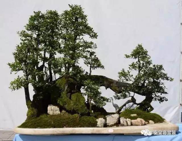 云南省昭阳创园杯盆景邀请展优秀作品欣赏【图】