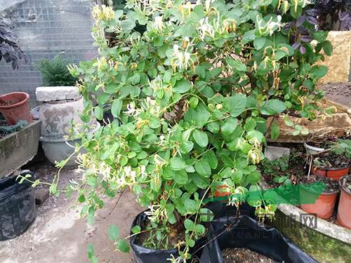 一盆5公分左右的金银花盆景价格为100元