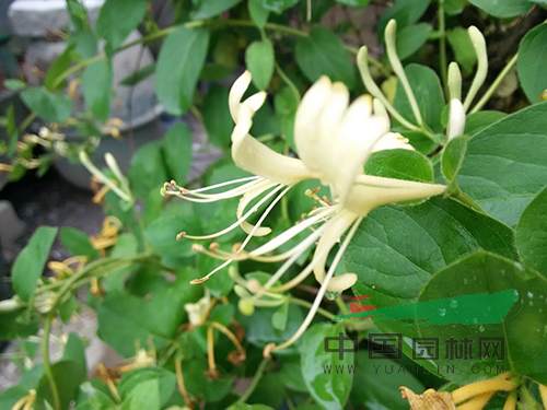 一盆5公分左右的金银花盆景价格为100元