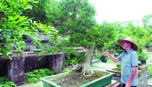 中山盆景艺术何去何从？