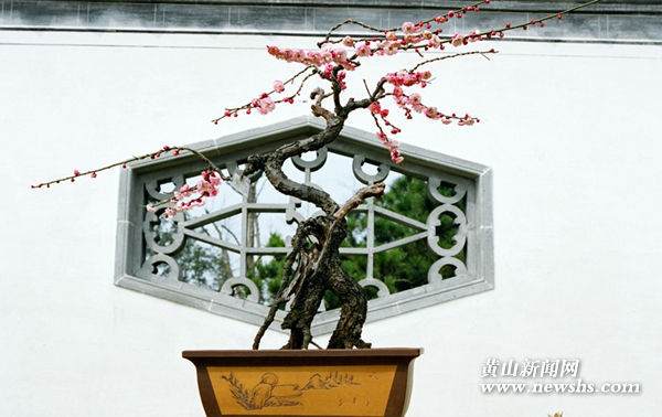 徽派盆景技艺明日打擂台【图】