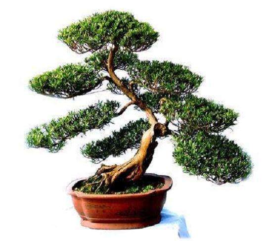 白虎山花卉盆景庄园入列滇重点文产项目库