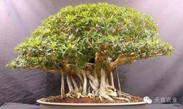 榕树盆景怎么制作气根的2个方法