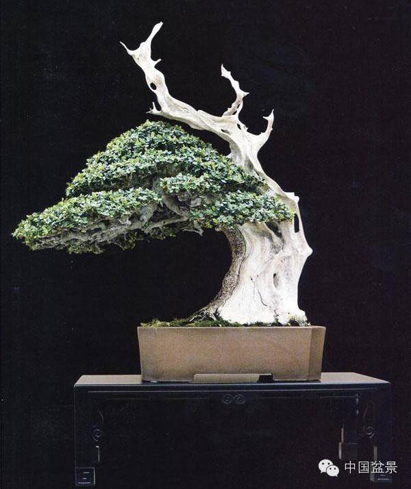 盆景哲学与哲学盆景【图】