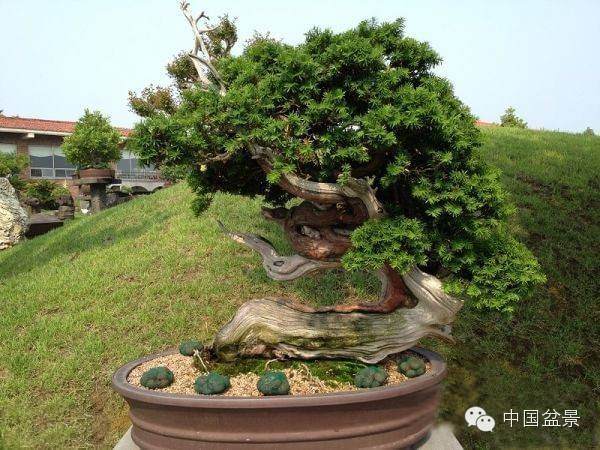 盆景哲学与哲学盆景 图片