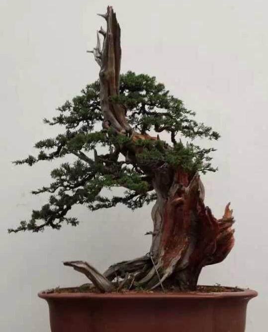 安徽盆景艺术协会微信群公告