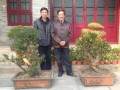 1965届校友捐赠2盆盆景给母校 图片