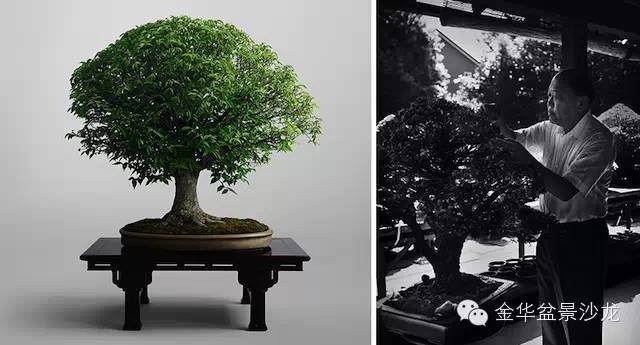 纪念日本大宫盆景村90周年【多图】